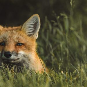 scott-walsh-7LzKELgdzzI-unsplash-min
